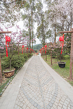 bạch thủ