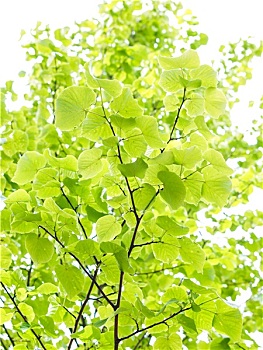 lô bạch thủ là mấy con