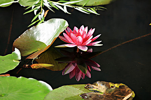 soi cau kep mb