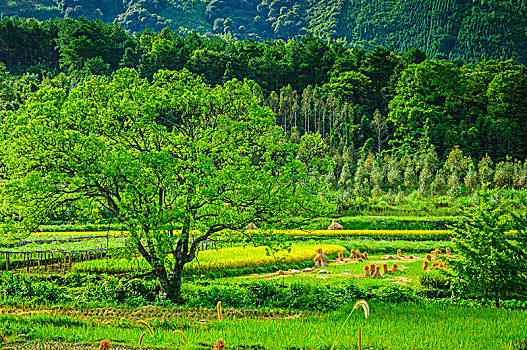 soi cầu lô đề miễn phí