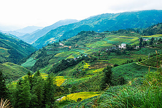 bạch thủ lô miễn phí hôm nay