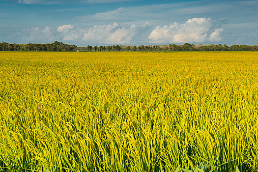 soi cau xs phu yen
