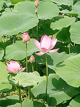 chơi lô đề có giàu được không