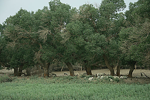 xổ số khánh hòa hôm nay
