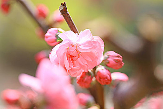 hội lô đề miền bắc