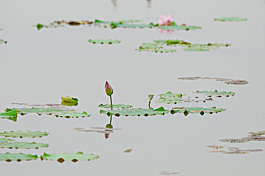 soi cau mien phi 888