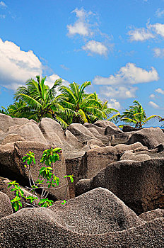 bạch thủ đề