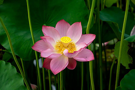 bach thu khung 5 ngay