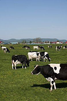 xổ số phú yên hàng tuần
