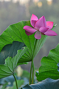 du doan mn minh ngoc
