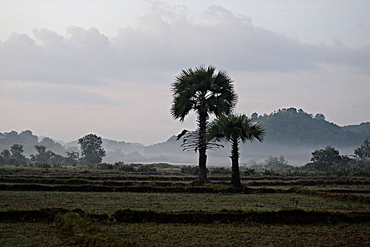 bạch thủ đề chuẩn