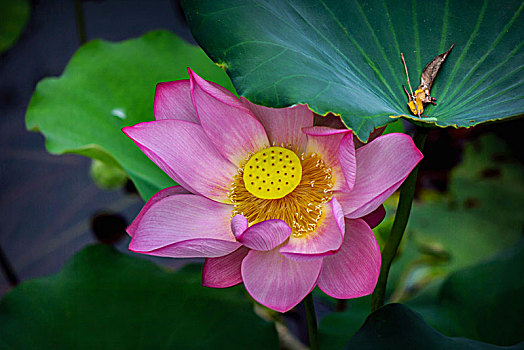 soi cầu chốt số