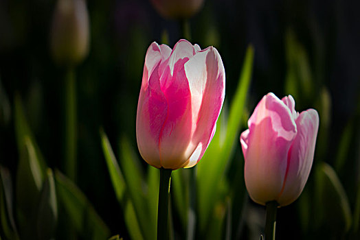 cách đánh đề dàn hiệu quả