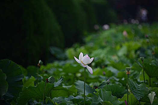 bao lô miền bắc