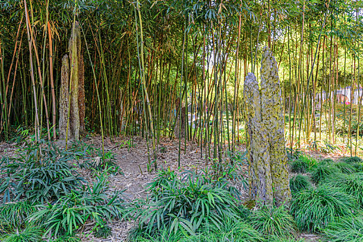 rong vang bach kim