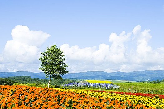 số so mien bac