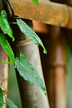 soi cầu miền bắc 555