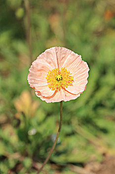 bắt lô xiên