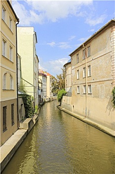 rong bach kim