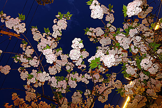 sổ ket qua