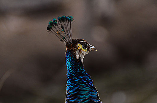 dự đoán vietlott