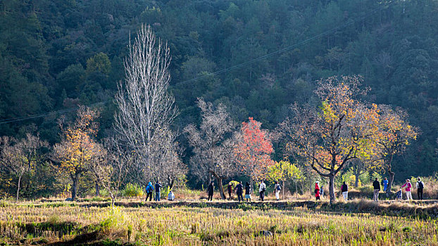rong bach kim 88 99