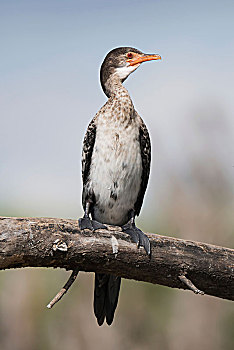 dudoanxosomiennam