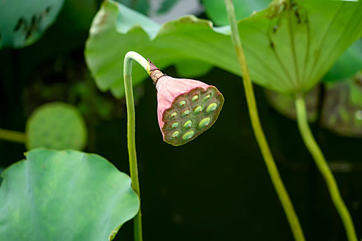 kqxsmn minh ngoc