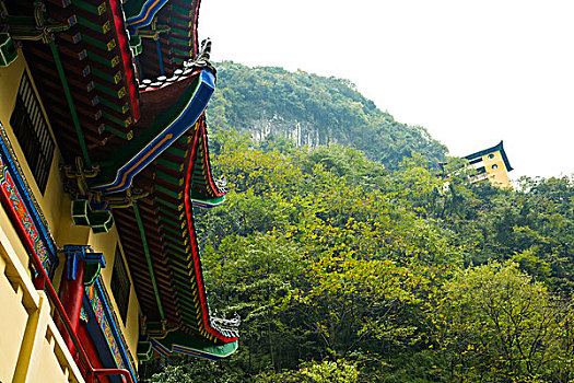 xstd rong bach kim